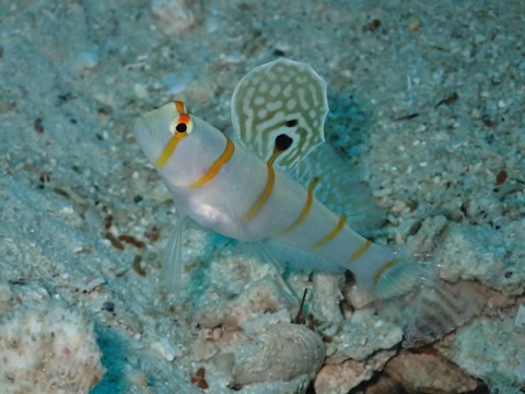 P5040071 (640x480)