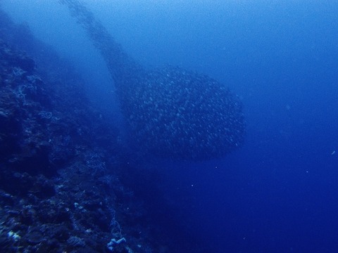 PA257539 (640x480)