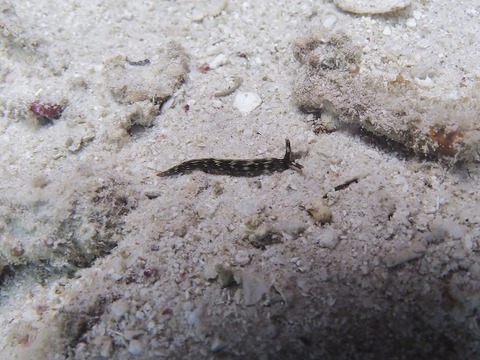 PC310137 (640x480)