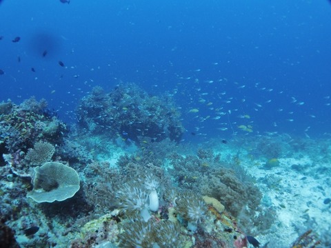 P3060105 (640x480)