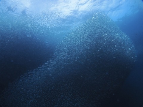 P1020388 (640x480)