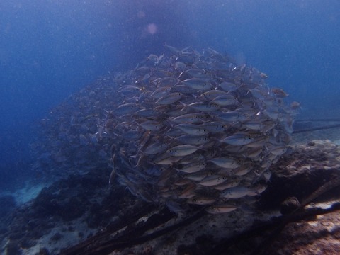 PA257487 (640x480)