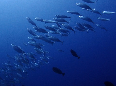 P6142855 (640x479)