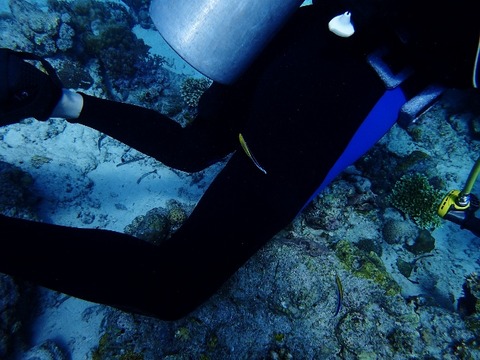 P6251156 (640x480)