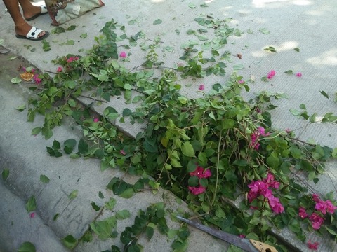 IMG20170620082930 (640x480)