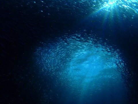 P2190110 (640x480)