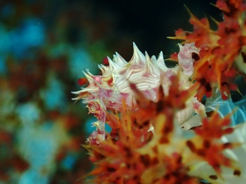 P2230484 (640x480)