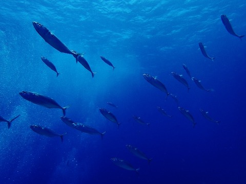 P7290017 (640x480)