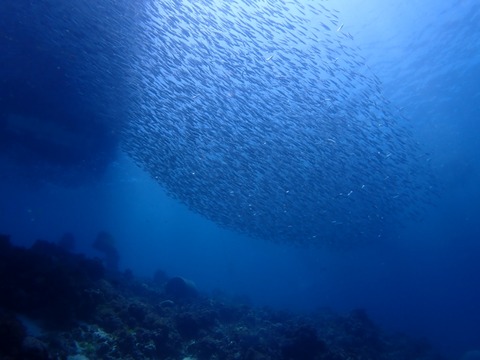 P5010095