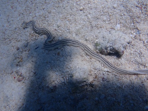 P7040022