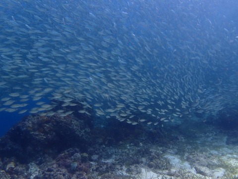 P8150057