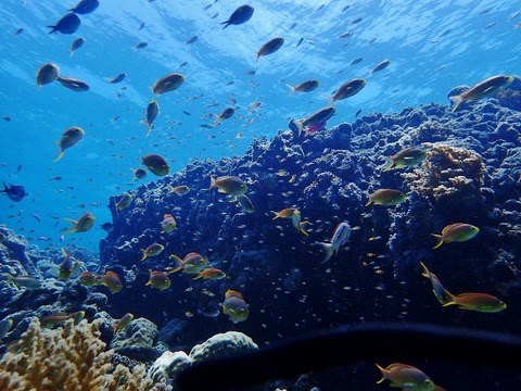 P3250081 (640x480)