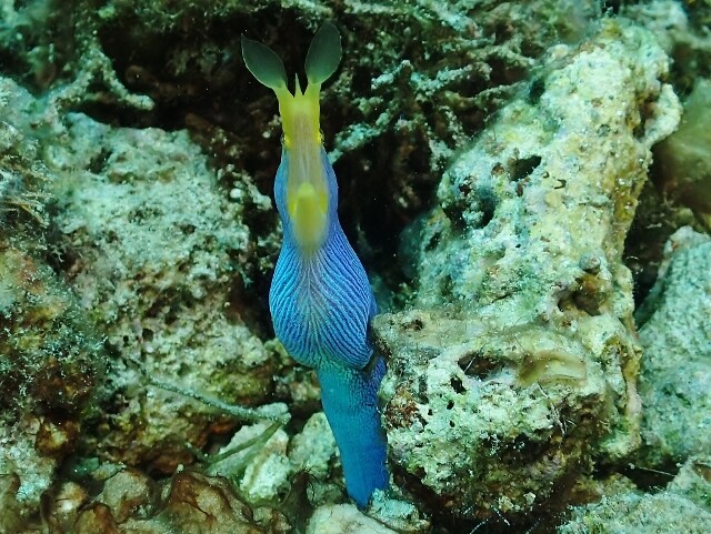 隠れるのが大好きなセブの海の生き物 セブ島 マクタン島のショップ日記