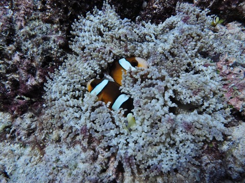 P7250059 (640x480)