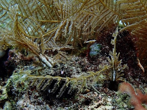 P9170034 (640x481)