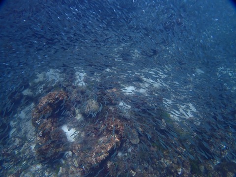 P4270015_1