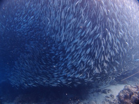 P1017967 (640x480)