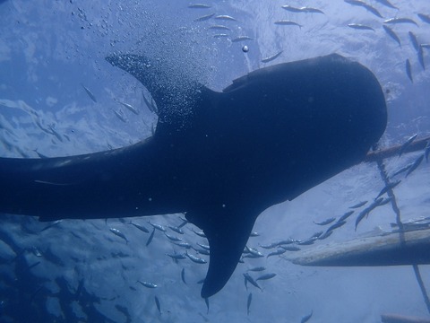 P1130054 (640x480)