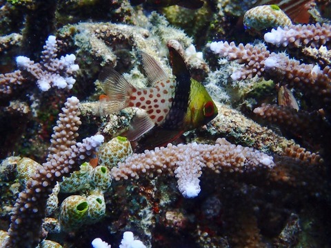 PB290090 (640x480)