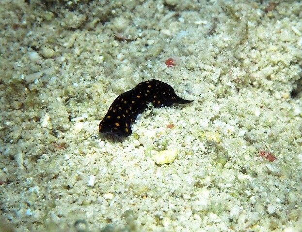 海の世界へ セブ島 マクタン島のショップ日記 海の世界へ セブ島 マクタン島のショップ日記