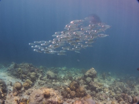 PA080156 (640x480)