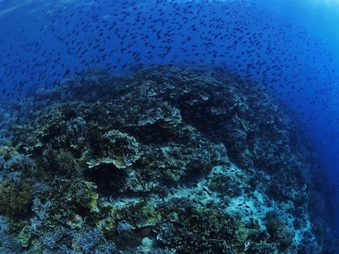 P8150494 (640x480)