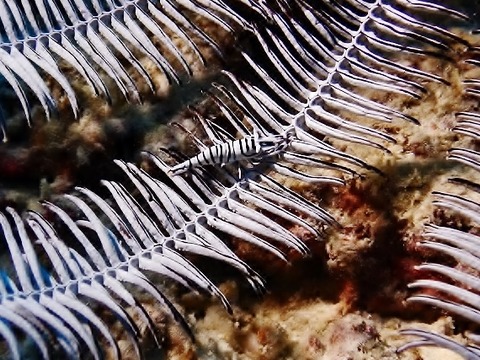 2019630-71モアルボアル_190704_0141 (570x427)