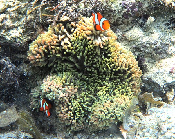 セブで出会えるニモの親戚たち セブ島 マクタン島のショップ日記