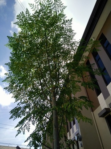IMG20160520082954 (480x640)