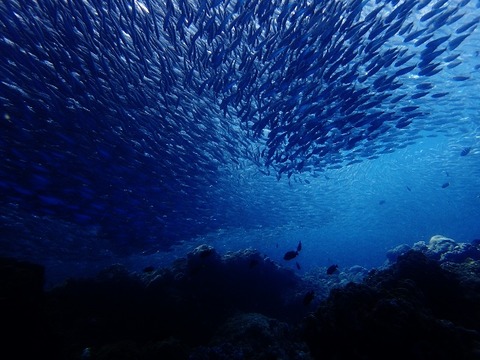 P6261459 (640x480)
