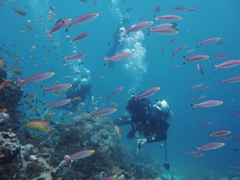 P8120054 (640x480)