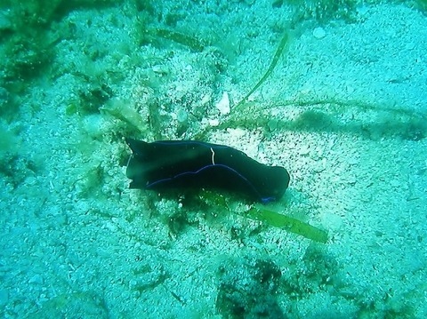 P1010001 (640x479)