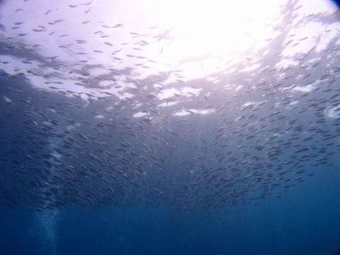 P8265331 (640x480)