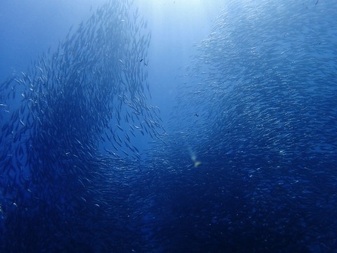 P2220151 (640x480)