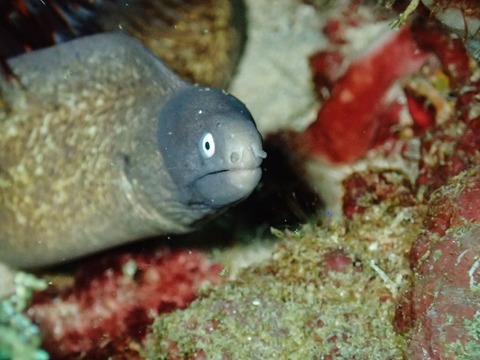 P9180122 (640x480)