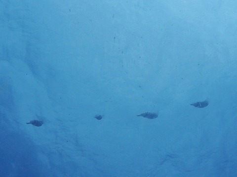 P3060095 (640x479)