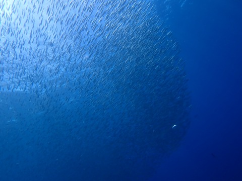 P6010068