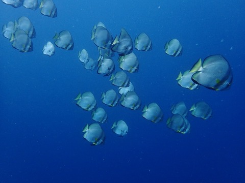 PB230020 (640x480)