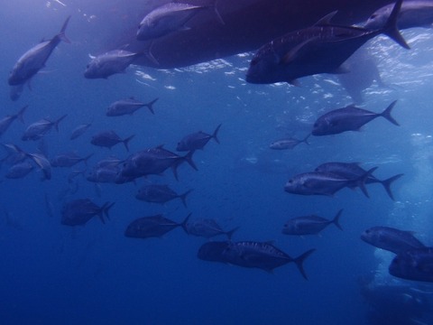 P1191843 (640x480)
