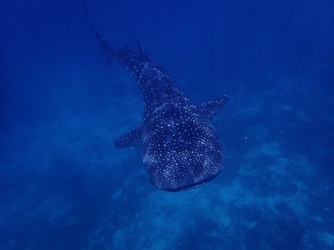 P8260079 (640x480)
