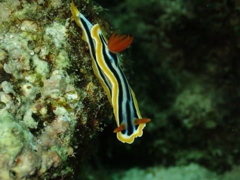 PB030162 (640x480)