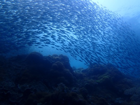 P9190039