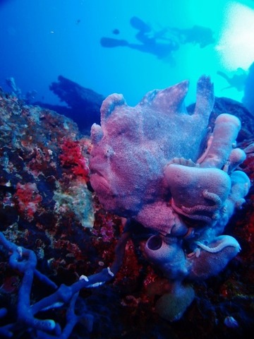 P1018054 (480x640)