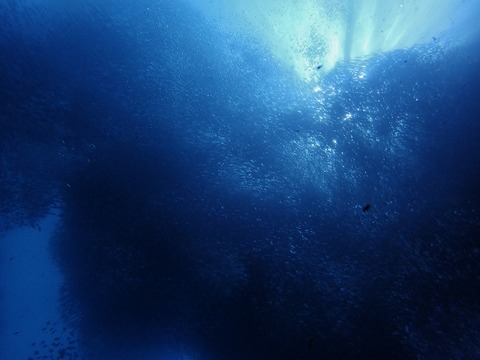 P3051647 (640x480)