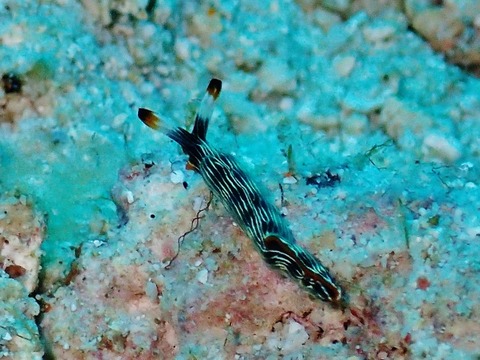P9180028 (640x480)