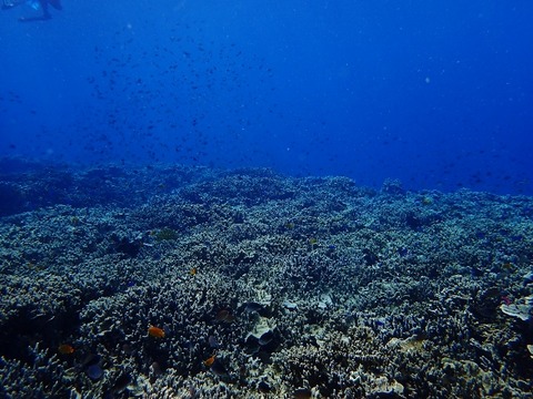 PA030002 (640x480)
