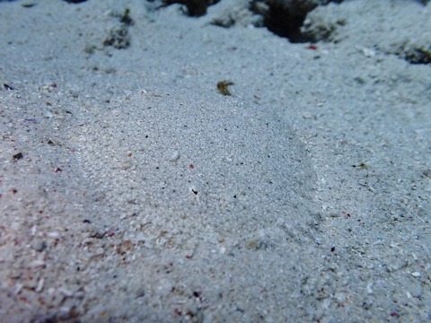 P8040047 (640x480)