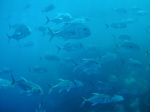 P1010018 (640x480)