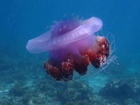 received_1085617959958381