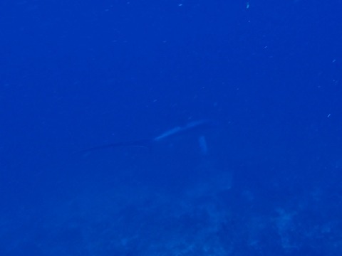 PA030077 (640x480)